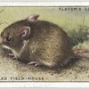 Long-tailed Field Mouse.