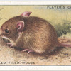 Long-tailed Field Mouse.