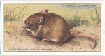 Long-tailed Field Mouse.