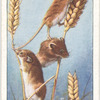 Harvest Mice.