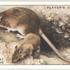 Brown Rat and young.