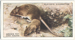 Brown Rat and young.
