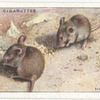 House Mice.