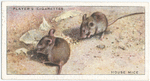 House Mice.