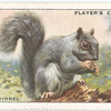 Grey Squirrel.