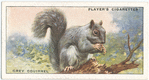 Grey Squirrel.