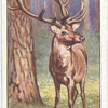 Red Deer.