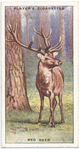 Red Deer.