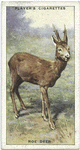 Roe Deer.