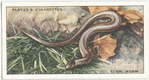 Slow Worm.