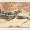 Sand Lizard.