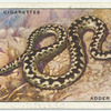 Adder or Viper.