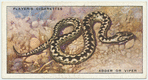 Adder or Viper.