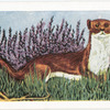 The Stoat or Ermine.