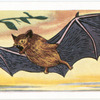 The Great Bat.