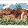 The Brown Hare.