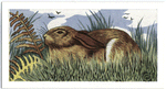 The Brown Hare.