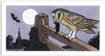 The Barn Owl.