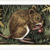 The Long-tailed Field Mouse.