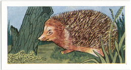 Index