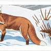 The Fox.