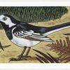 The Pied Wagtail.