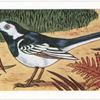 The Pied Wagtail.