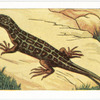 The Common Lizard.