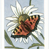 The Tortoiseshell Butterfly.
