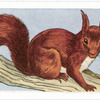 The Common or Red Squirrel.