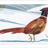 The Pheasant.