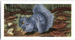 The Grey Squirrel.