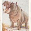 Hippopotamus.