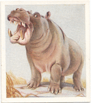 Hippopotamus.