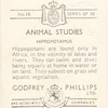 Hippopotamus.