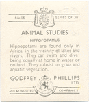Hippopotamus.