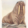 Walrus.