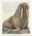 Walrus.