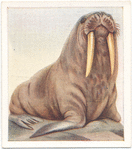 Walrus.
