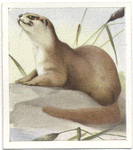 Common Otter.