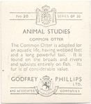 Common Otter.