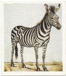 Burchell's Zebra.