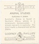 Burchell's Zebra.