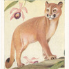 Puma.