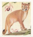 Puma.