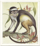 Guenon.