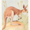Red Kangaroo.
