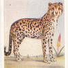 Cheeta.