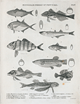 Horse mackerel or Scomber plumbeus; 2. Yellow mackerel, or S. chrysas; 3. Banded mackerel, or S. Zonatus; 4. Sea robin, or trigla lineata; 5. Web-fingered gurnard; 6. Small silverside, or Therina notata; 7. Sheepshead killerfish, or Essex ovinus; 8. New-York gudgeon, or Esox flavulus; 9. Mouse-fish, or Lophius gibbus; 10. Six-rayed polyneme