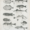 1. Orange Balistes; 2. Trigger-fish, Blistes; 3. Spot=striped Diodon; 4. Hairy Diodon; 5. Puffer or toad-fish, Tetrodon; 6. Mathematical tedrodon; 7. Rudder fish or perch Coryphene; 8. Spaish Mackerel; 9. Silvery perch; 10. Spinous dory; 11/ Fresha water sucker or Cyprinus teres.